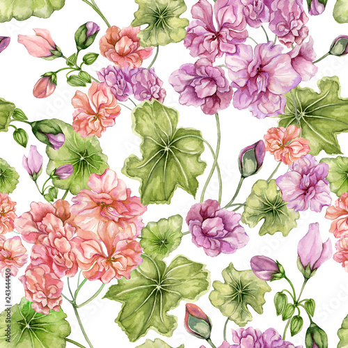 Beautiful floral background with pelargonium flowers and leaves on white back...