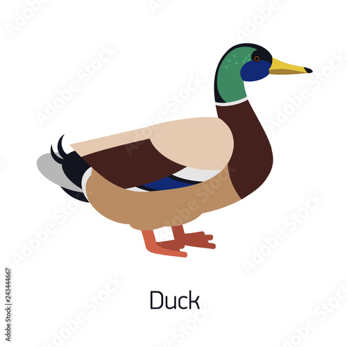Mallard or dabbling duck isolated on white background