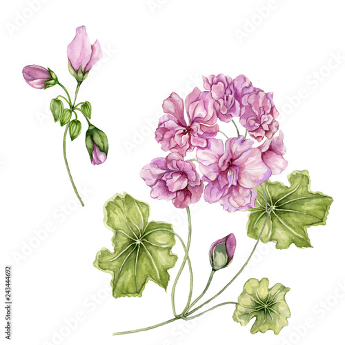 Beautiful pelargonium flowers on stems with green leaves and closed buds isol...