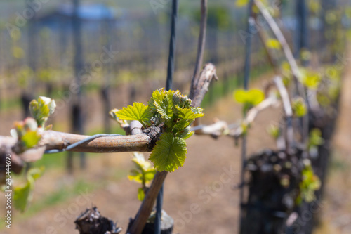 Weinberge Reben 