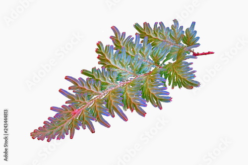 Peacock fern (Selaginella willdenowii) is a species of spikemoss known by the common names Willdenow's spikemoss and peacock fern due to its iridescent blue leaves. Isolated on white background. photo
