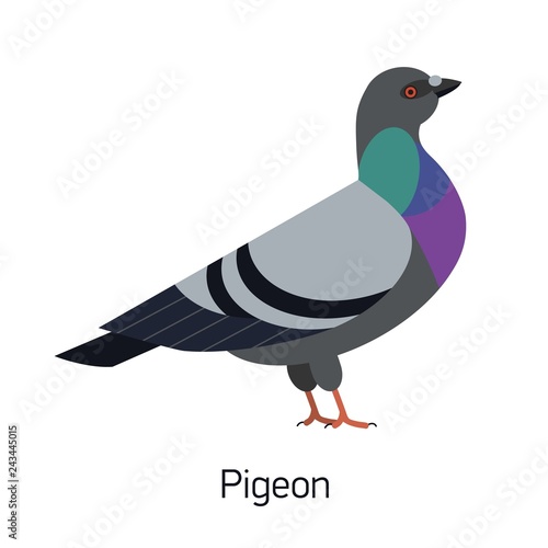 Feral pigeon or city dove isolated on white background. Funny synanthrope bird, adorable urban animal, invasive avian species. Modern colorful vector illustration in trendy flat geometric style.