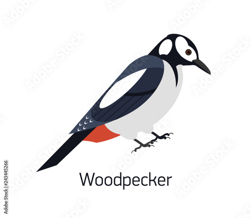 Woodpecker isolated on white background