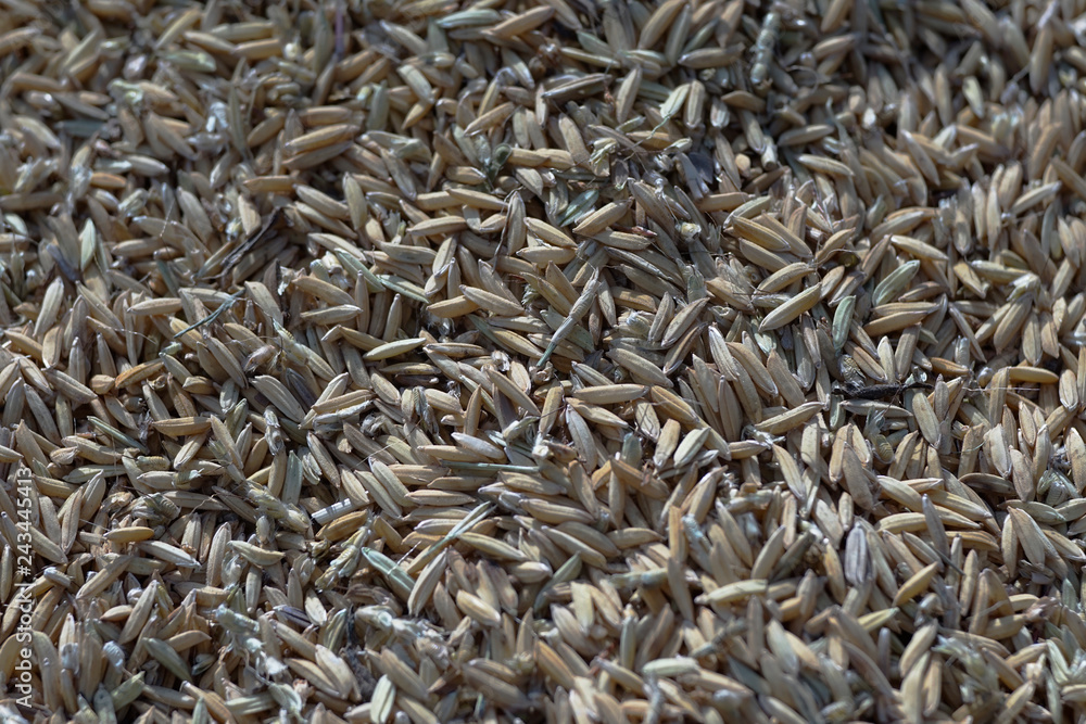 Rice seeds (in a rice pile) in food drying process by sunlight Rice seeds (in a rice pile) in food drying process by sunlight