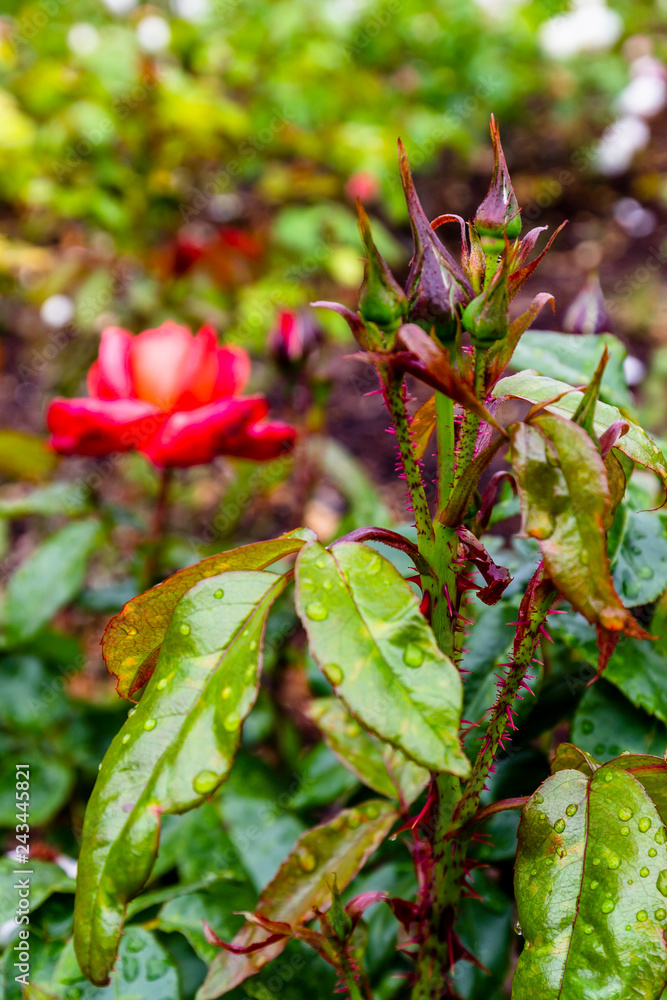 Detail of a rose bottons in Parnell Rose Gardens in Auckland, New Zealand. Detail of a rose bottons in Parnell Rose Gardens in Auckland, New Zealand.