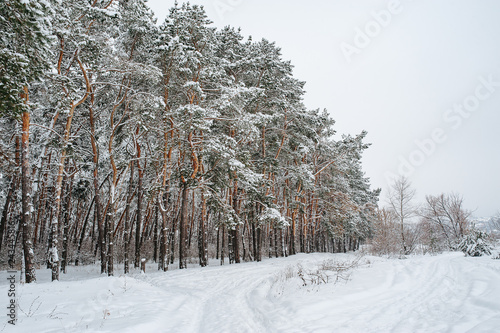 Snow covered trees in the winter forest.