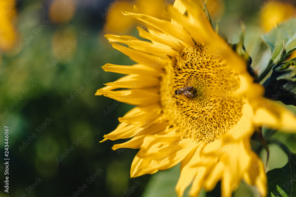 Obraz premium sunflowers at mountain field, alpine, bee