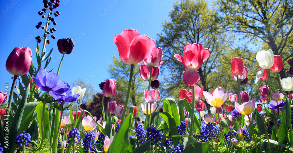 Obraz premium Blumenwiese im Frühling
