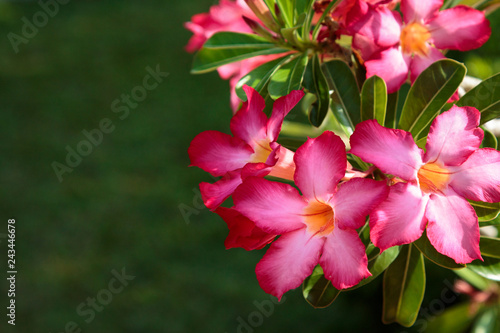 Beautiful bright red flower against the background of green leaves. The natural background. close-up