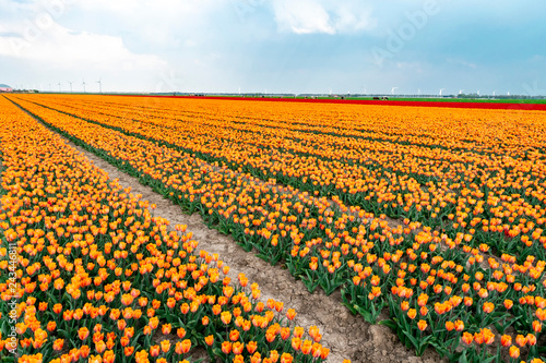Tulip fields in Holland. Plantation of orange and red tulips. Spring in Dutch province Flevoland.