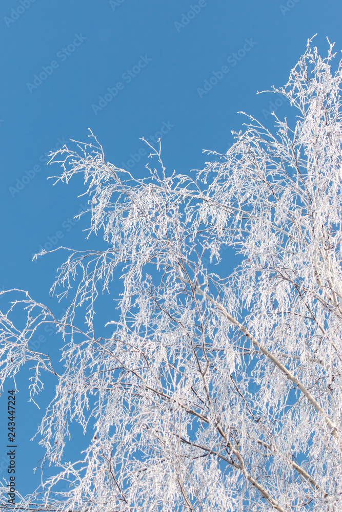 Fototapeta premium snowflakes on birch branches against the blue sky