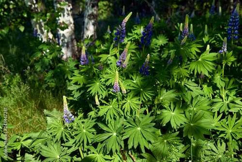 Grassy Field with Purple Lupines dolly shot.