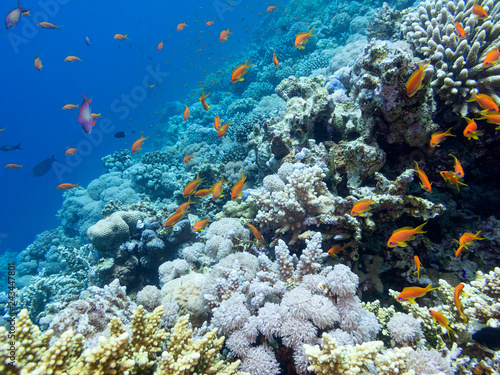 Colorful coral reef on the bottom of tropical sea, underwater landscape.