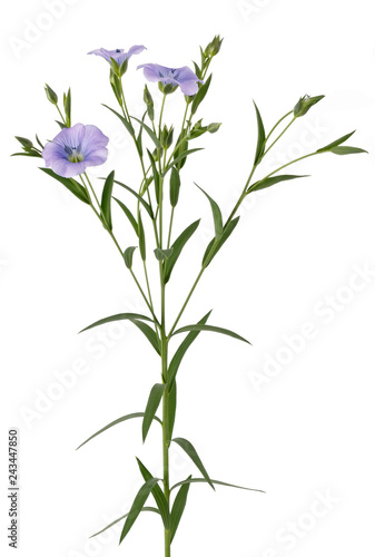 Blooming flowers Linum usitatissimum. The plant is photographed close-up isolated on a white background. photo