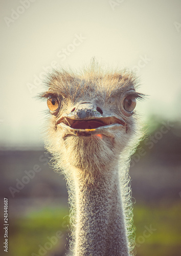 Face ostrich