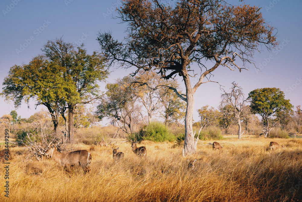 Wasserböcke im hohen Gras im licheten Wald in der Abendsonne, Xakanaxa, Moremi Nationalpark, Okavangodelta, Botswana Wasserböcke im hohen Gras im licheten Wald in der Abendsonne, Xakanaxa, Moremi Nationalpark, Okavangodelta, Botswana