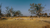 Typische Vegetation im Okavangodelta - Blick auf eine Grasfläche mit Galeriewald im Hintergrund, xakanaxa, moremi nationalpark, okavangodelta, botswana