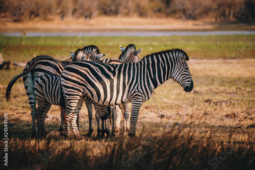 Gruppe Zebras am Rande des   berschwemmungsgebietes im Okavangodelta  Moremi Nationalpark  Botswana