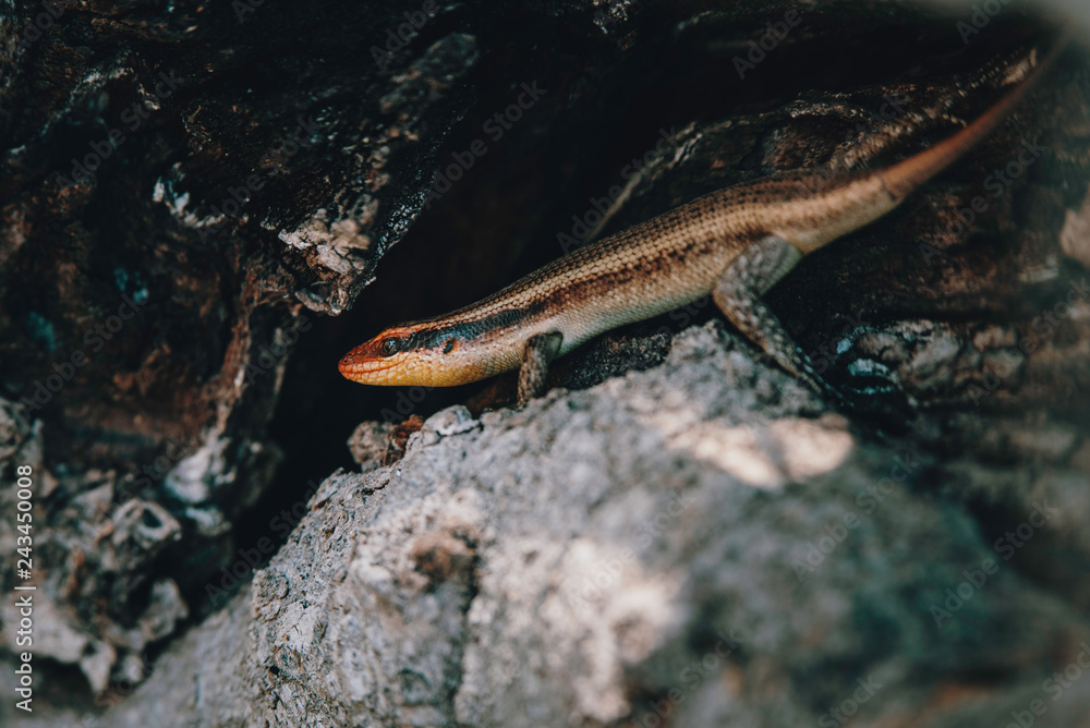 Streifenskink (Trachylepis striata) auf einem Baum, Xakanaxa, Moremi Nationalpark, Okavangodelta, Botswana Streifenskink (Trachylepis striata) auf einem Baum, Xakanaxa, Moremi Nationalpark, Okavangodelta, Botswana