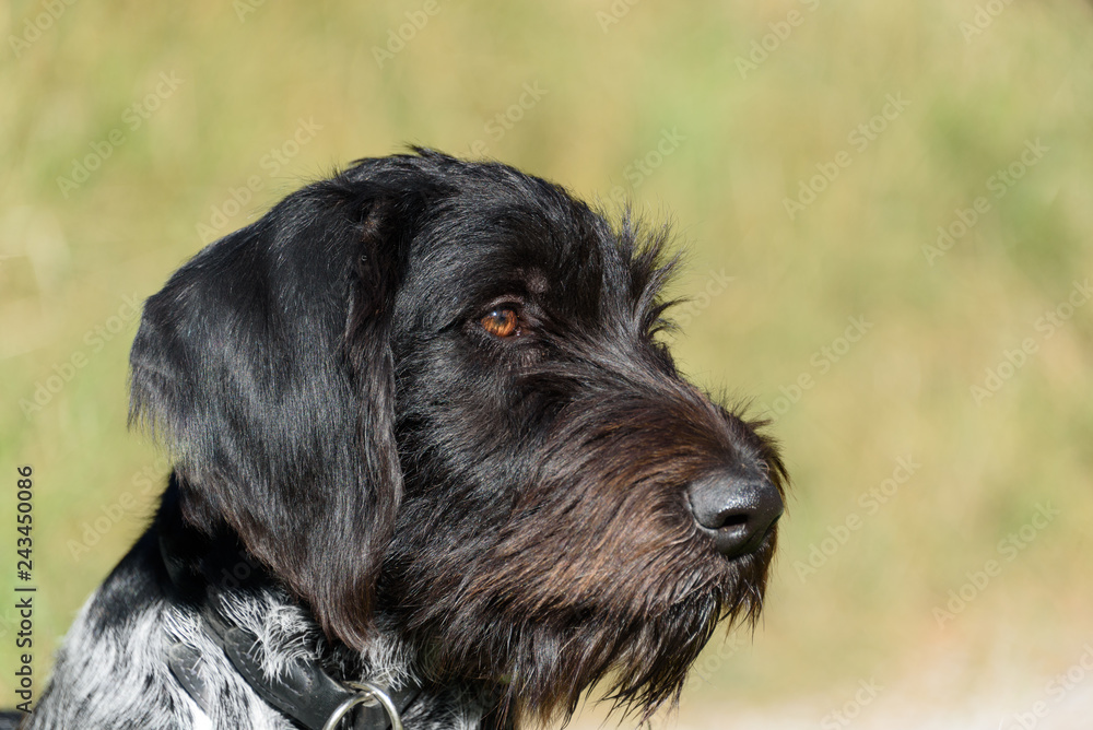 Portrait eines Deutsch Drahthaar (German Shorthaired Poiter)