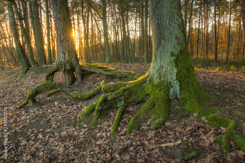 Incredible roots tree in Zalesie Gorne near Piaseczno, Poland