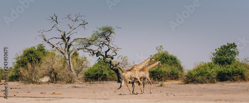 Panorama - Zwei Giraffe laufen am Rande des Überschwemmungsgebietes des Chobe River über die Ebene, Chobe flood plains, Botswana © Michael