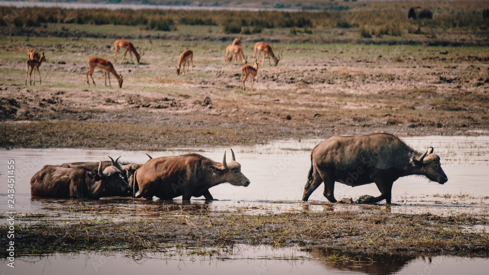 Gruppe Afrikanischer Büffel (Syncerus) in den Chobe Flood Plains, Chobe National Park, Botswana Gruppe Afrikanischer Büffel (Syncerus) in den Chobe Flood Plains, Chobe National Park, Botswana