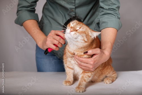 Wallpaper Mural Woman combing a red striped cat. Red cat relaxes when brushing. The concept of pet care Torontodigital.ca