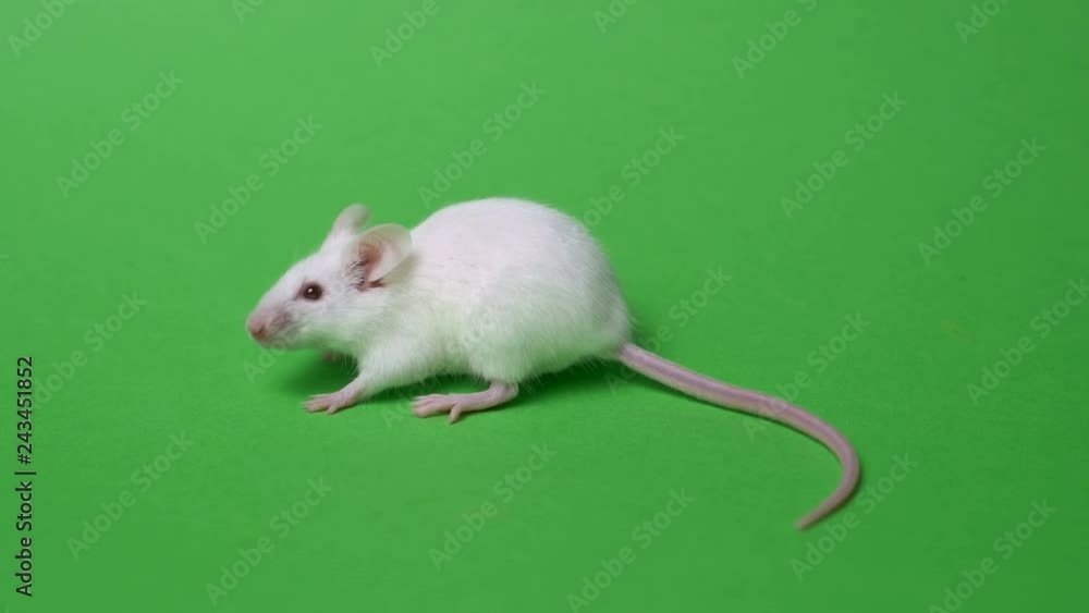 White laboratory mouse on a green background. Concept - animal experiments, vaccine trials, drugs White laboratory mouse on a green background. Concept - animal experiments, vaccine trials, drugs