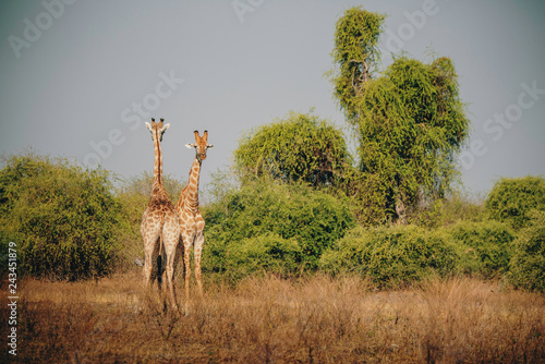 Zwei Giraffen eng nebeneinander stehend  Chobe Flood Plains  Botswana