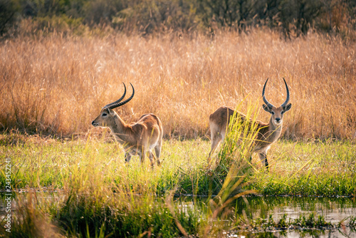 M  nnliche Letschwe Antilopen  Kobus leche  im   berschwemmungsgebiet in der Abendsonne  Moremi National Park  Okavango Delta  Botswana