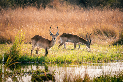 Letschwe Antilopen (Kobus leche) am Wasser, im Überschwemmungsgebiet in der Abendsonne, Moremi National Park, Okavango Delta, Botswana photo