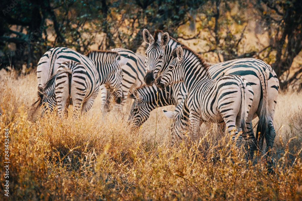Obraz premium Zebras in einem lichten Wald im Moremi National Park bei Sonnenuntergang, Okavango Delta, Botswana