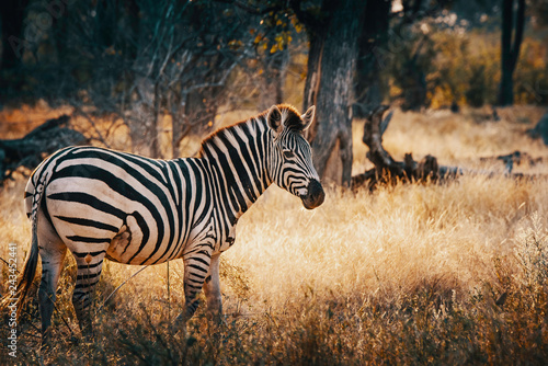 Einzelnes Zebra in einem lichten Wald im Moremi National Park bei Sonnenuntergang  Okavango Delta  Botswana