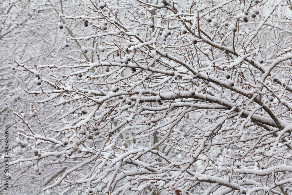 Branches Covered By Snow Branches Covered By Snow