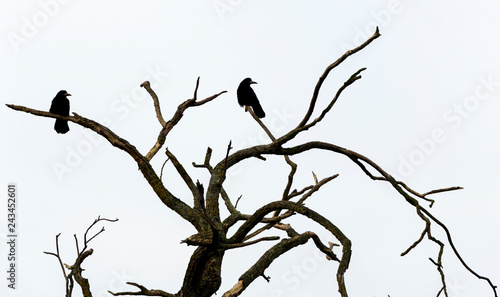 Silhuette of two crows on a branch of a dead tree