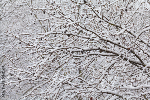 Branches Covered By Snow