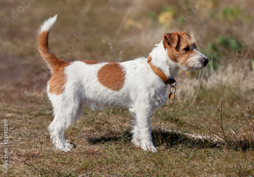 Beautiful jack russell terrier pet dog puppy standing in the grass
