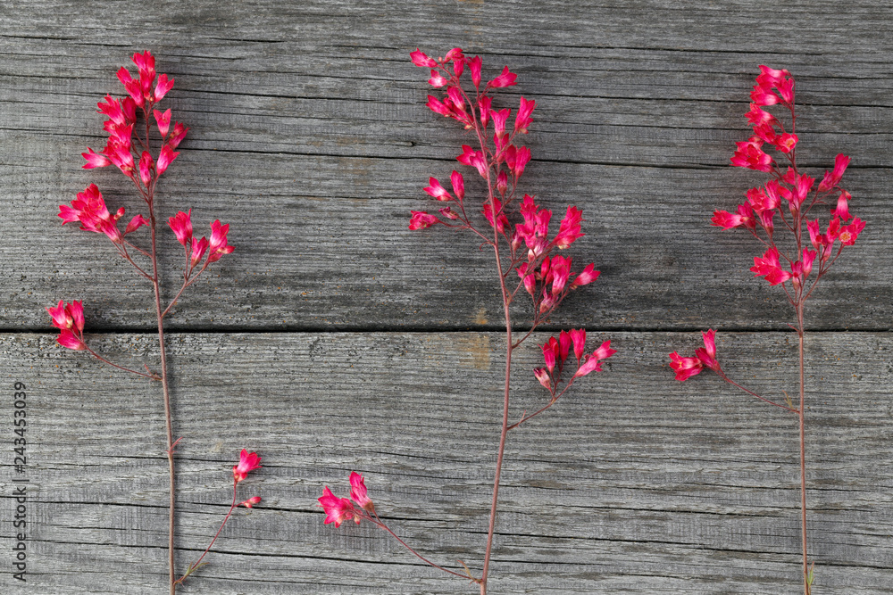 Red blooming flower Heuchera on the background of the old boards with a texture. Red blooming flower Heuchera on the background of the old boards with a texture.