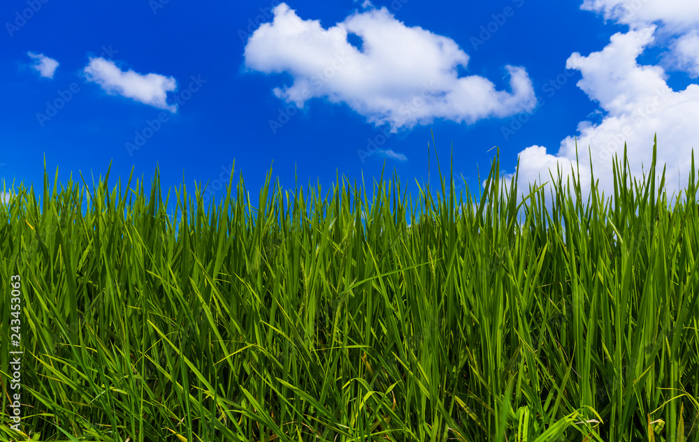 Grass and cloudy sky