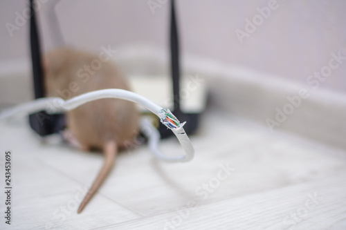 damaged wires from internet connection. The rat gnawed through the twisted pair and connector from the home router