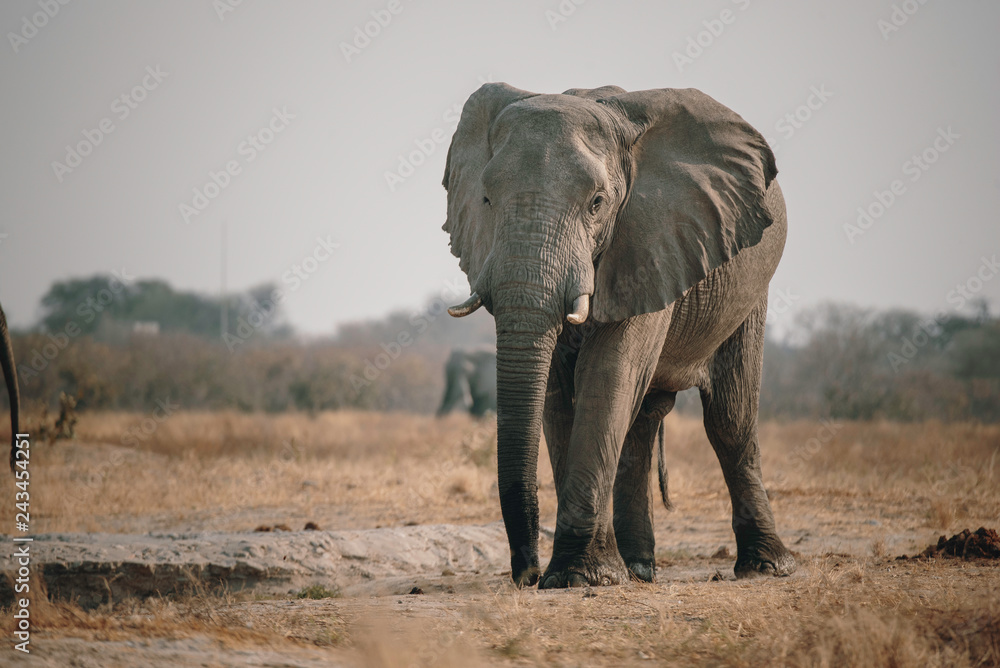 Obraz premium Großer Elefant in der Savanne in der Nähe von Savuti, Chobe National Park, Botswana 