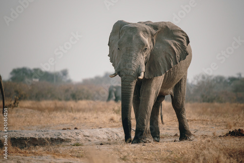 Gro  er Elefant in der Savanne in der N  he von Savuti  Chobe National Park  Botswana 