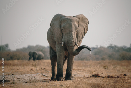 Großer Elefant in der Savanne in der Nähe von Savuti, Chobe National Park, Botswana 