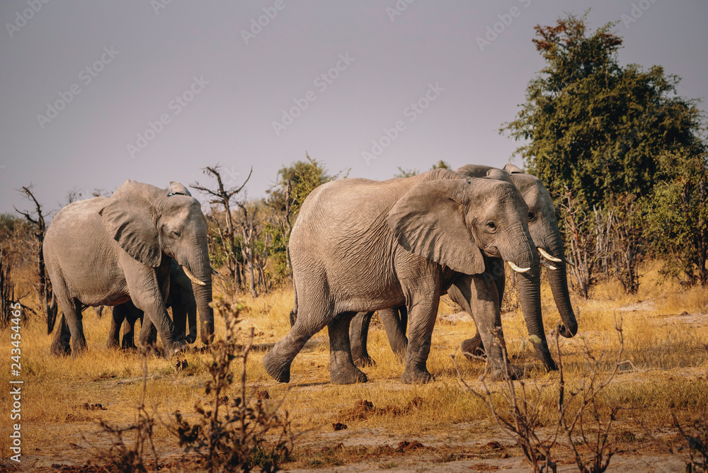 Gruppe Elefanten in Richtung Wasserloch laufend in der Nähe von Savuti, Chobe National Park, Botswana 