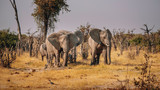 Gruppe Elefanten aus dem Busch kommend in der Nähe von Savuti, Chobe National Park, Botswana 