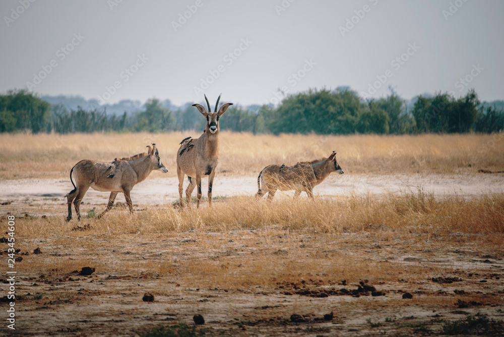 Fototapeta premium Pferdeantilopen im Grasland des Chobe National Parks in der Nähe von Savuti, Botswana