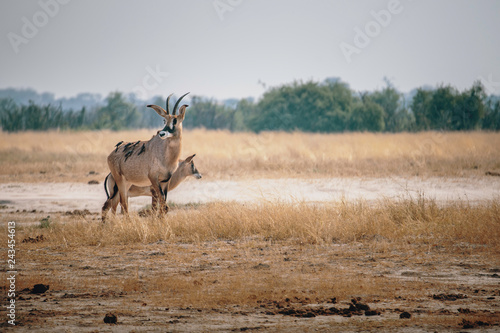 Pferdeantilopen im Grasland des Chobe National Parks in der N  he von Savuti  Botswana