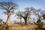 Gruppe großer Baobab-Bäume auf einem Hügel in der Nähe von Savuti, Chobe National Park, Botswana