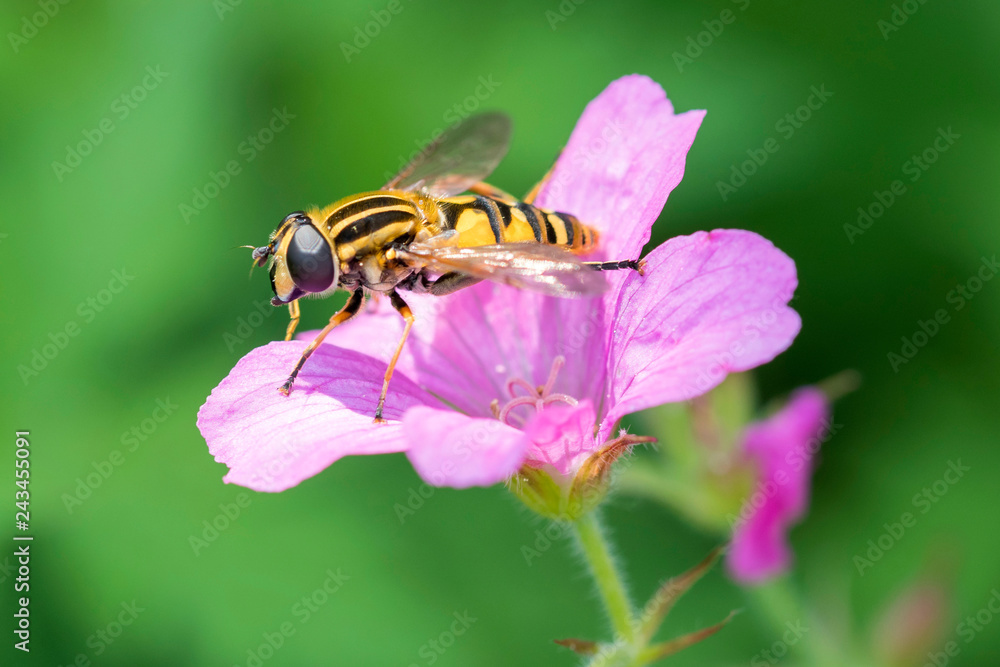 Helophilus trivittatus - large marsh hoverfly - Große Sumpfschwebfliege